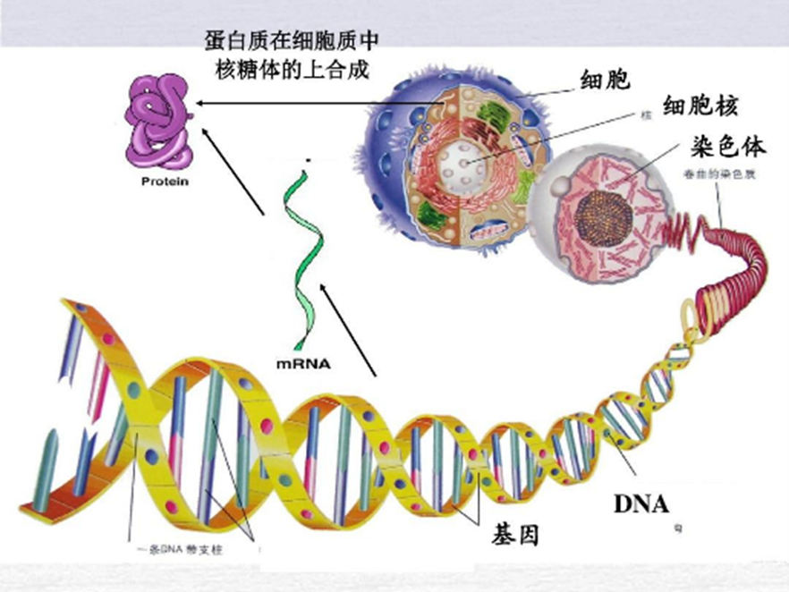 蜜桃视频APP免费下载